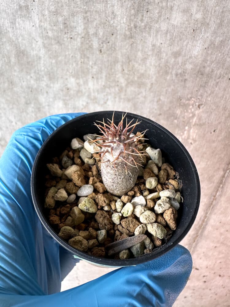 【現品限り】パキポディウム・グラキリス【A16】 Pachypodium gracilius