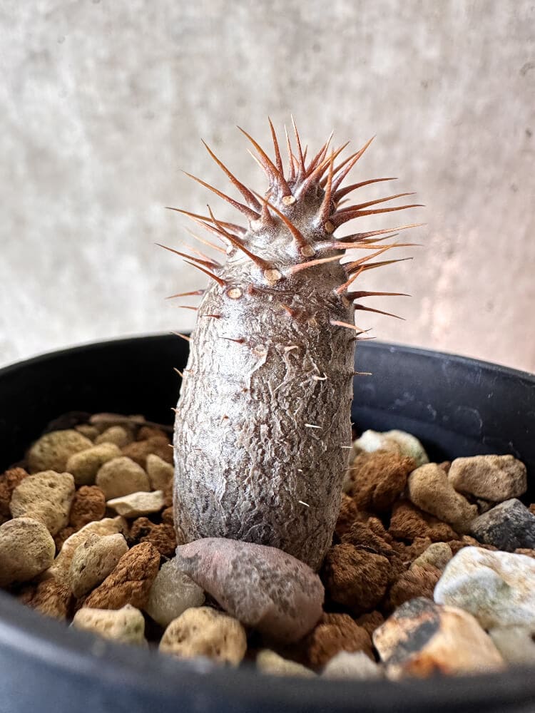 【現品限り】パキポディウム・グラキリス【A16】 Pachypodium gracilius