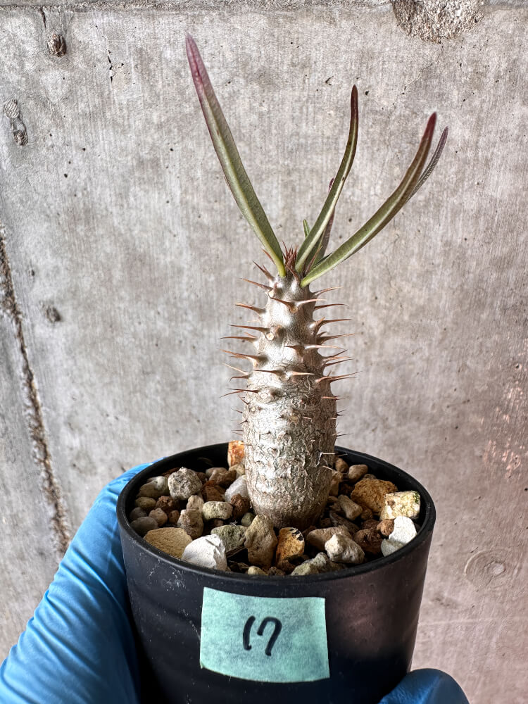 【現品限り】パキポディウム・グラキリス【A17】 Pachypodium gracilius