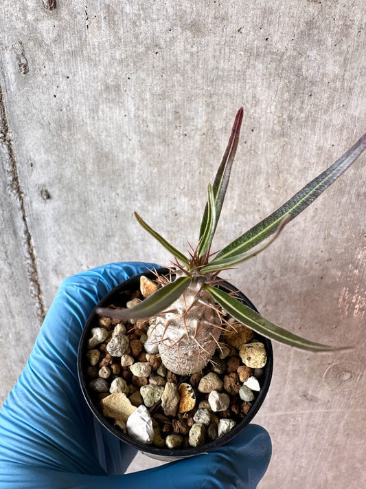 【現品限り】パキポディウム・グラキリス【A17】 Pachypodium gracilius