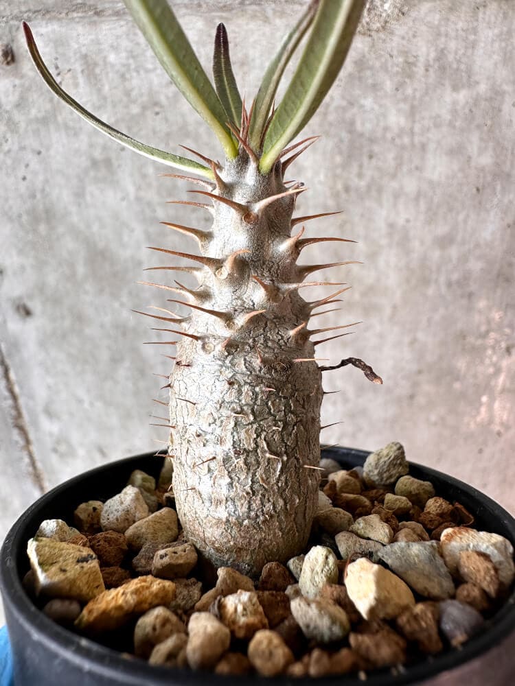 【現品限り】パキポディウム・グラキリス【A17】 Pachypodium gracilius