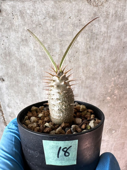 【現品限り】パキポディウム・グラキリス【A18】 Pachypodium gracilius