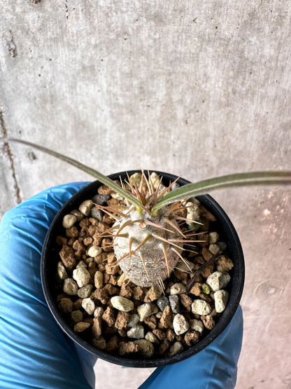 【現品限り】パキポディウム・グラキリス【A18】 Pachypodium gracilius