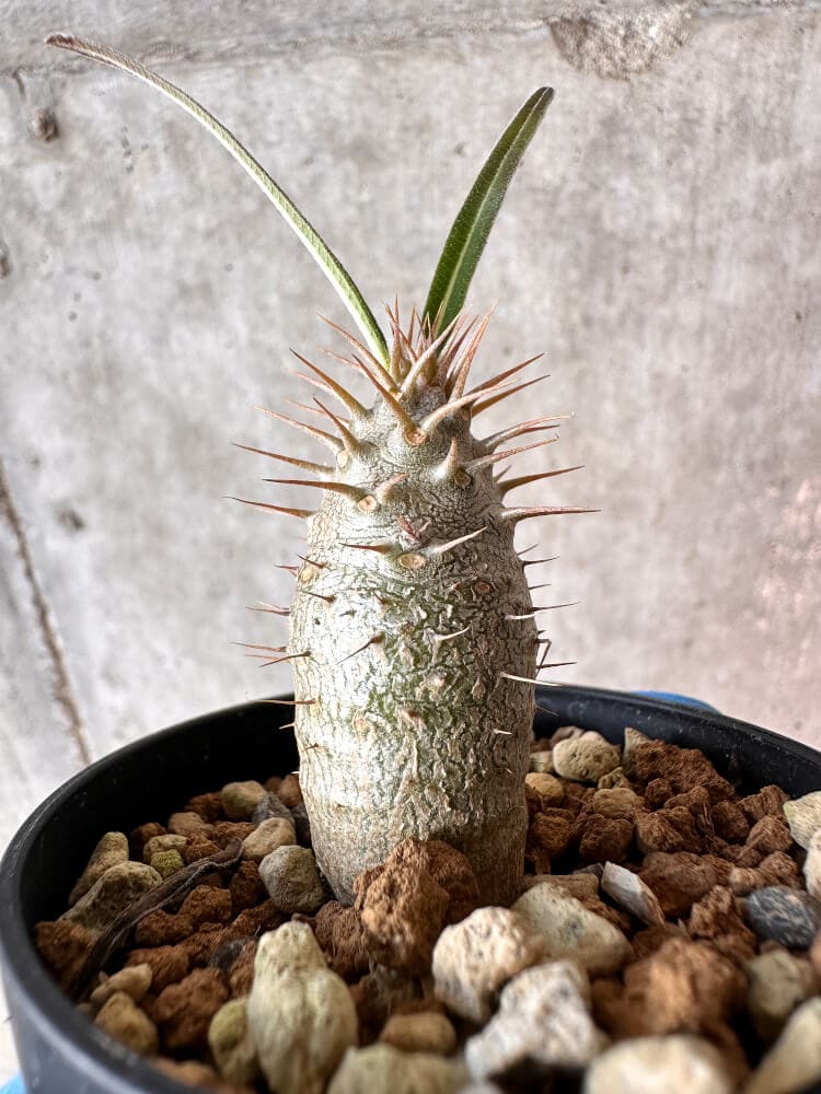 【現品限り】パキポディウム・グラキリス【A18】 Pachypodium gracilius