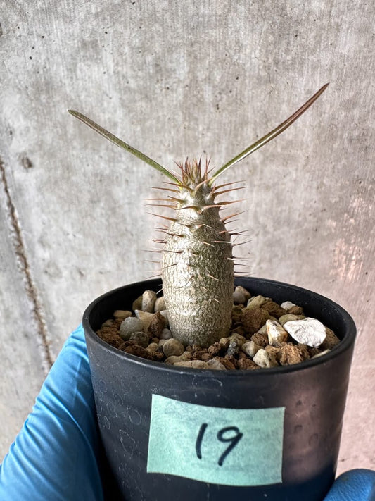 【現品限り】パキポディウム・グラキリス【A19】 Pachypodium gracilius