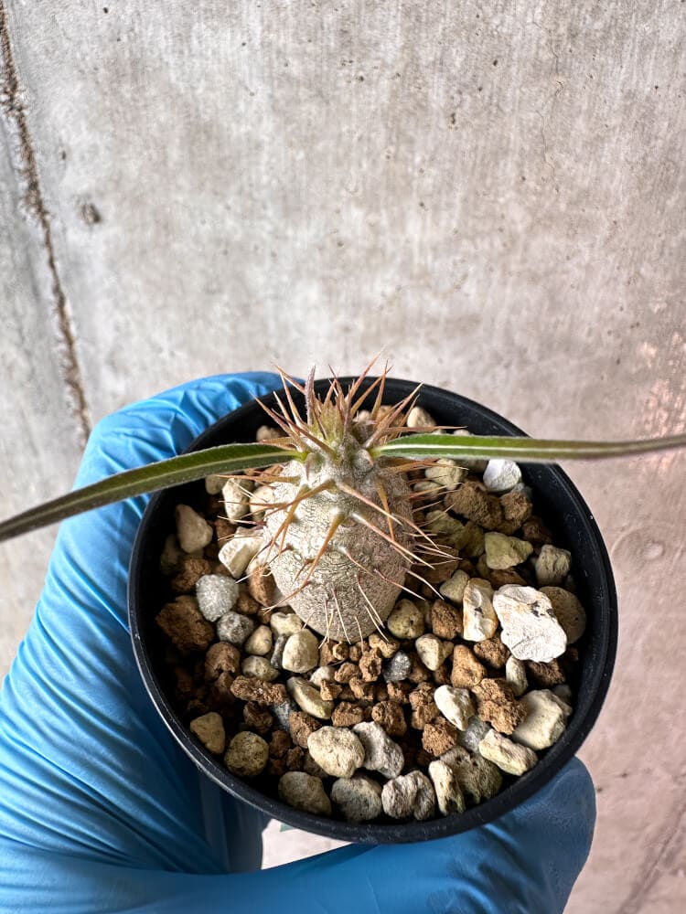 【現品限り】パキポディウム・グラキリス【A19】 Pachypodium gracilius