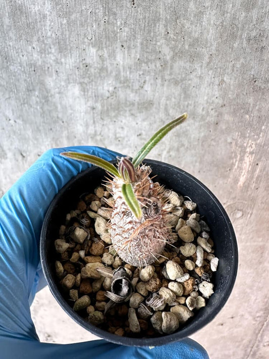 【現品限り】パキポディウム・グラキリス【A1】 Pachypodium gracilius