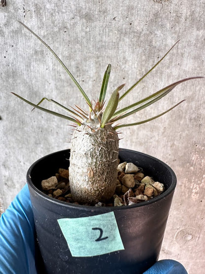【現品限り】パキポディウム・グラキリス【A2】 Pachypodium gracilius
