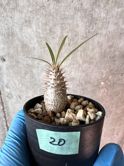 【現品限り】パキポディウム・グラキリス【A20】 Pachypodium gracilius