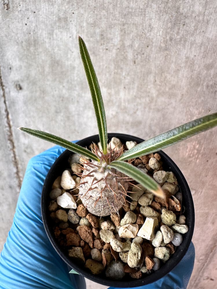 【現品限り】パキポディウム・グラキリス【A20】 Pachypodium gracilius