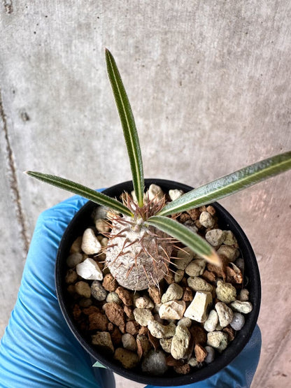 【現品限り】パキポディウム・グラキリス【A20】 Pachypodium gracilius