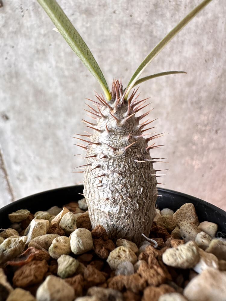 【現品限り】パキポディウム・グラキリス【A20】 Pachypodium gracilius