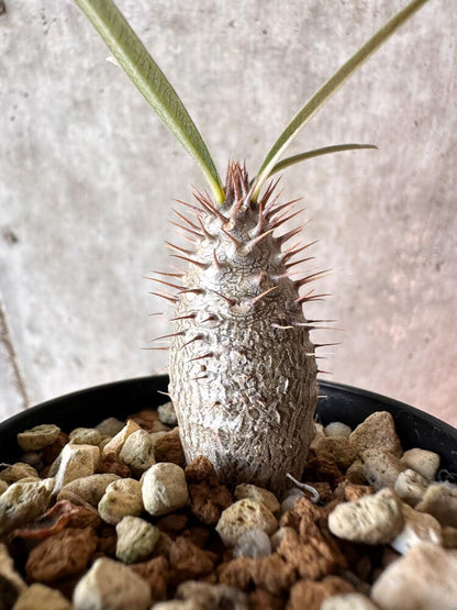 【現品限り】パキポディウム・グラキリス【A20】 Pachypodium gracilius