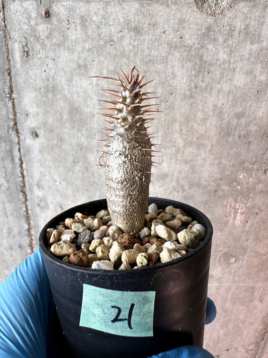 【現品限り】パキポディウム・グラキリス【A21】 Pachypodium gracilius