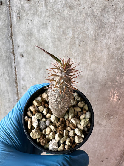 【現品限り】パキポディウム・グラキリス【A21】 Pachypodium gracilius