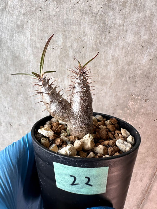 【現品限り】パキポディウム・グラキリス【A22】 Pachypodium gracilius