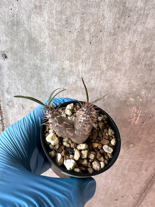 【現品限り】パキポディウム・グラキリス【A22】 Pachypodium gracilius