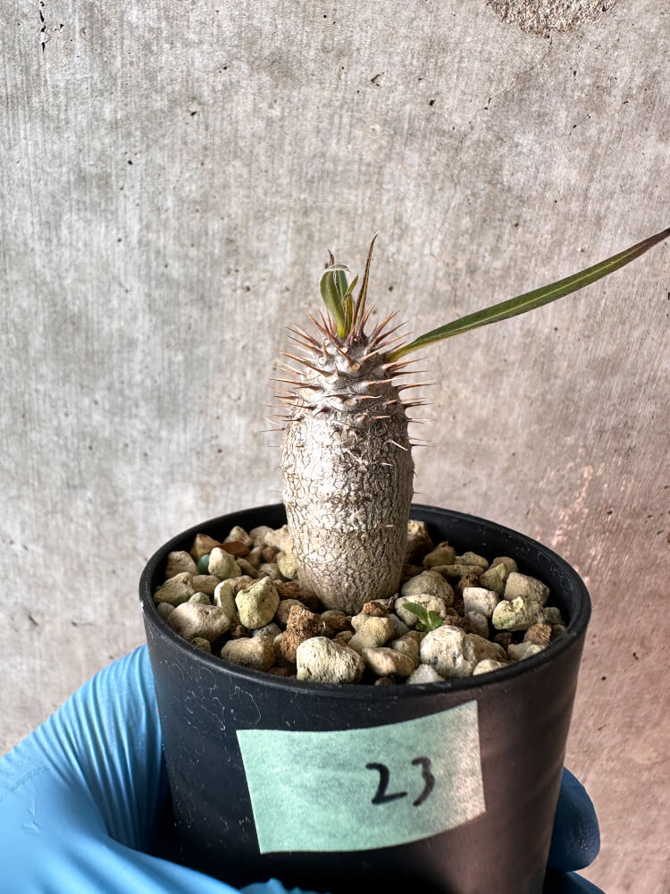 【現品限り】パキポディウム・グラキリス【A23】 Pachypodium gracilius