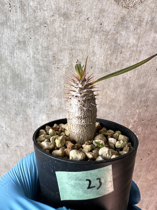 【現品限り】パキポディウム・グラキリス【A23】 Pachypodium gracilius