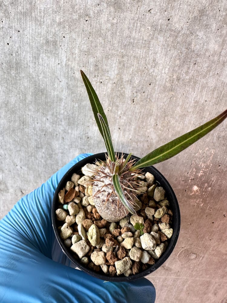 【現品限り】パキポディウム・グラキリス【A23】 Pachypodium gracilius