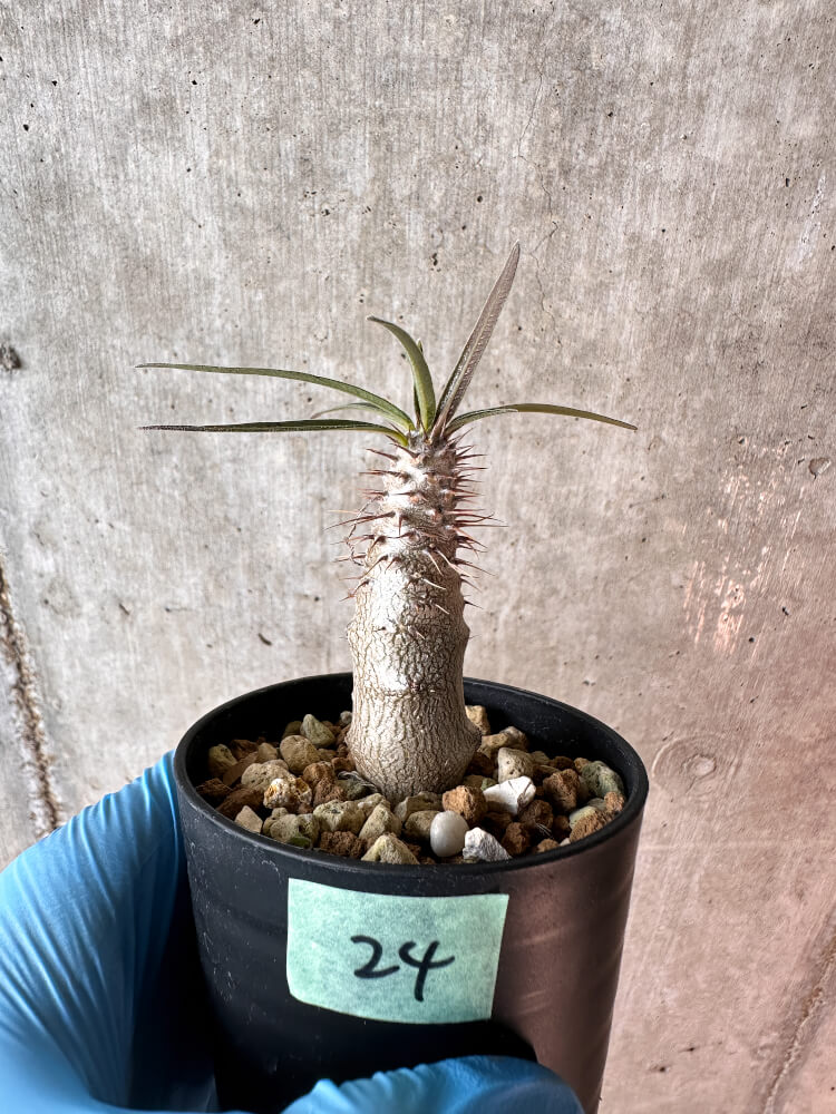 【現品限り】パキポディウム・グラキリス【A24】 Pachypodium gracilius
