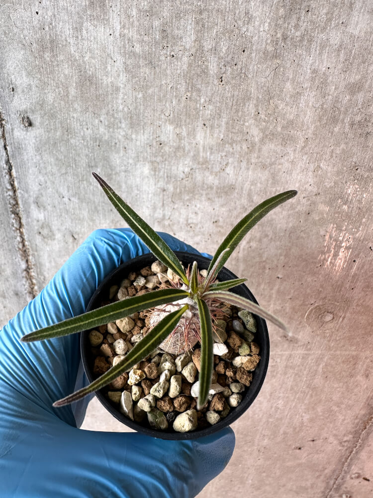 【現品限り】パキポディウム・グラキリス【A24】 Pachypodium gracilius