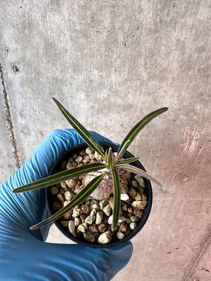 【現品限り】パキポディウム・グラキリス【A24】 Pachypodium gracilius