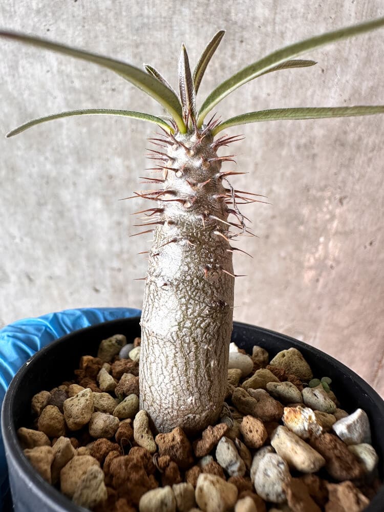 【現品限り】パキポディウム・グラキリス【A24】 Pachypodium gracilius