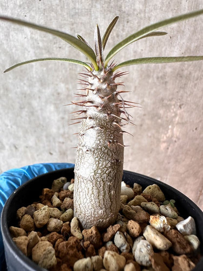 【現品限り】パキポディウム・グラキリス【A24】 Pachypodium gracilius