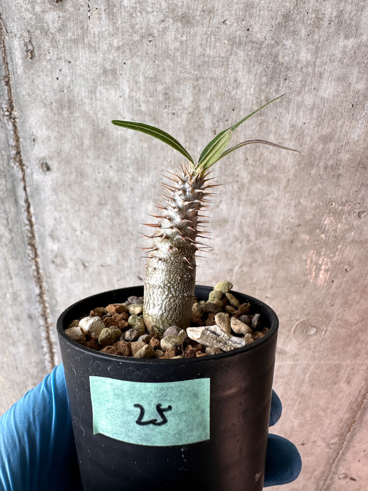 【現品限り】パキポディウム・グラキリス【A25】 Pachypodium gracilius