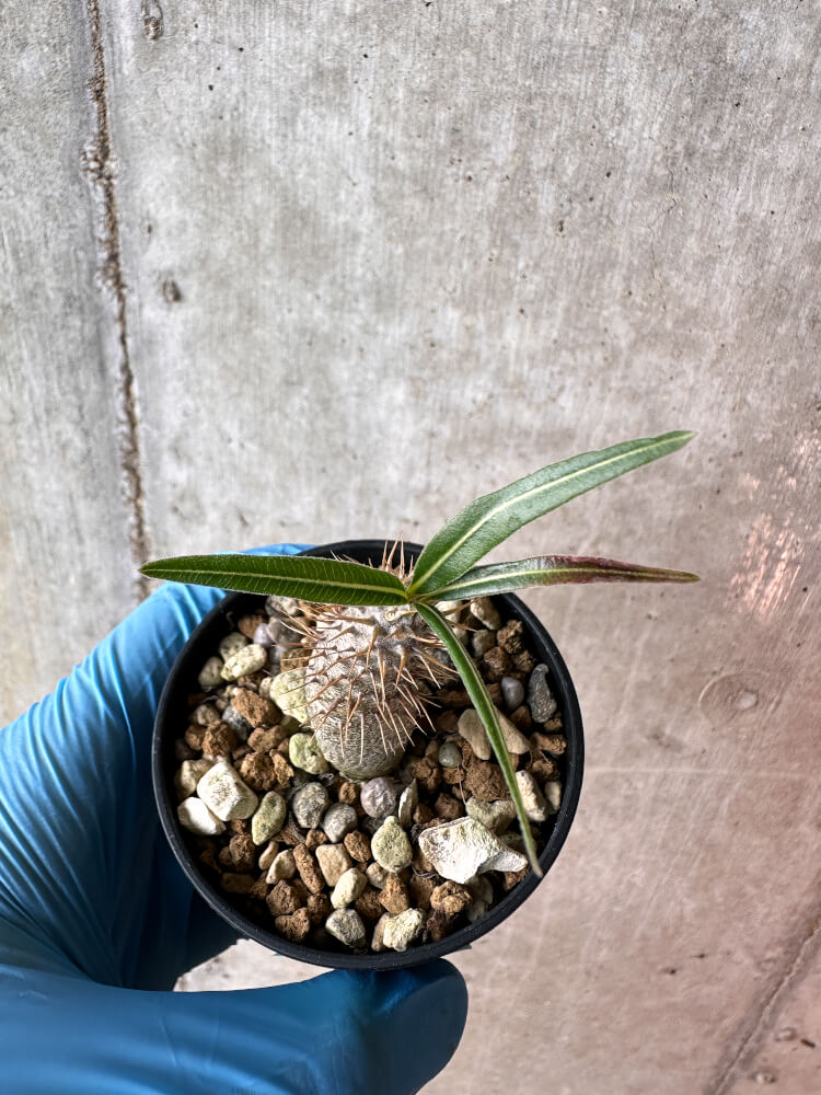 【現品限り】パキポディウム・グラキリス【A25】 Pachypodium gracilius