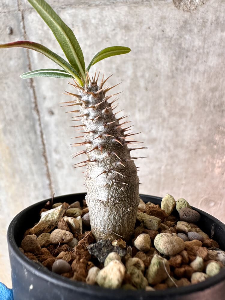 【現品限り】パキポディウム・グラキリス【A25】 Pachypodium gracilius