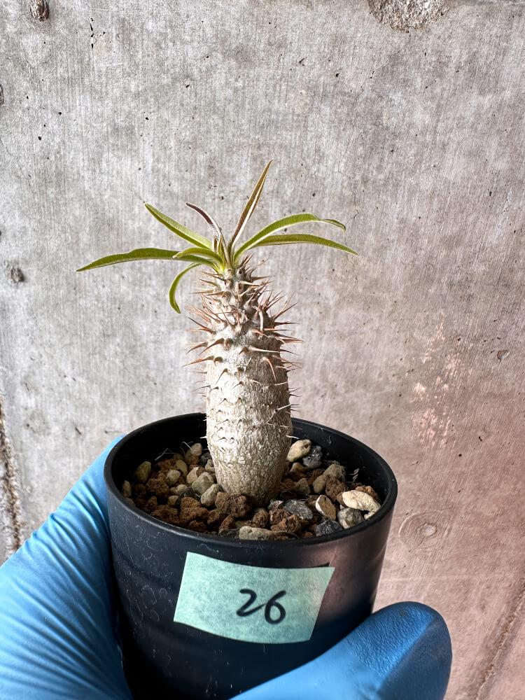 現品限り】パキポディウム・グラキリス【A26】 Pachypodium gracilius