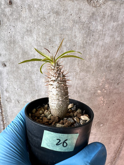 【現品限り】パキポディウム・グラキリス【A26】 Pachypodium gracilius