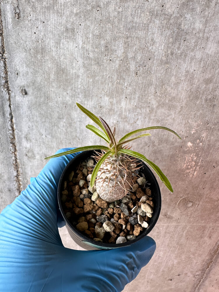 【現品限り】パキポディウム・グラキリス【A26】 Pachypodium gracilius