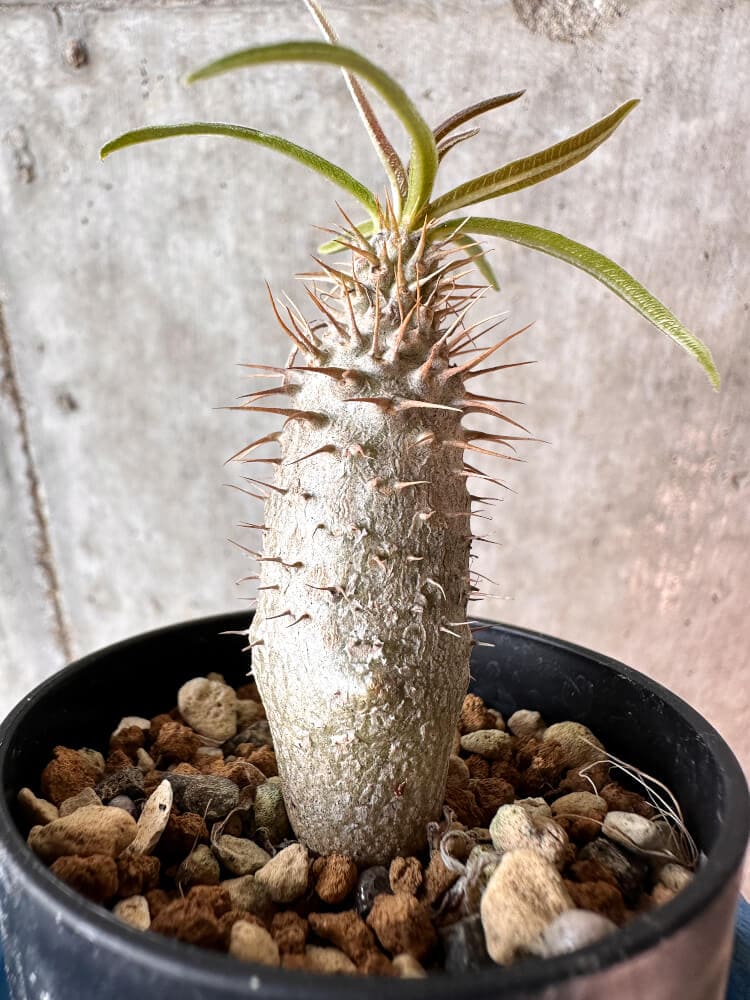 現品限り】パキポディウム・グラキリス【A26】 Pachypodium gracilius