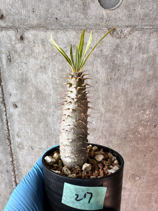 【現品限り】パキポディウム・グラキリス【A27】 Pachypodium gracilius