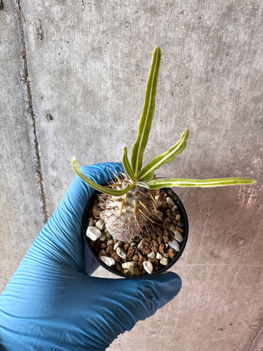 【現品限り】パキポディウム・グラキリス【A27】 Pachypodium gracilius