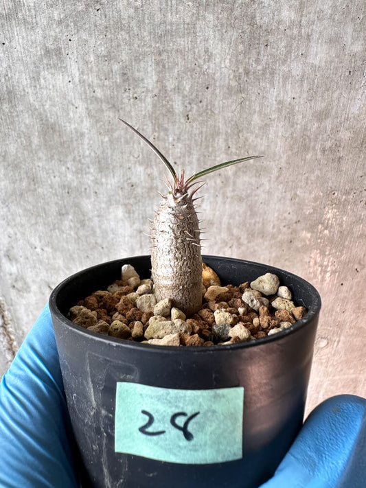 【現品限り】パキポディウム・グラキリス【A28】 Pachypodium gracilius