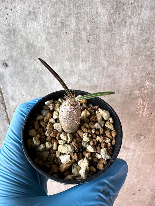 【現品限り】パキポディウム・グラキリス【A28】 Pachypodium gracilius