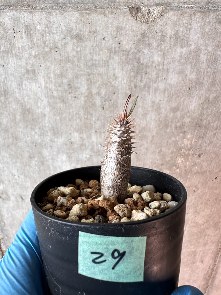 【現品限り】パキポディウム・グラキリス【A29】 Pachypodium gracilius