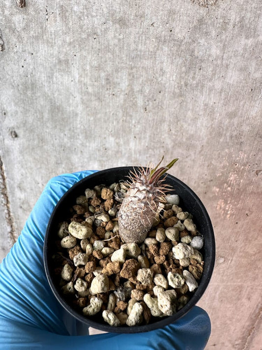 【現品限り】パキポディウム・グラキリス【A29】 Pachypodium gracilius