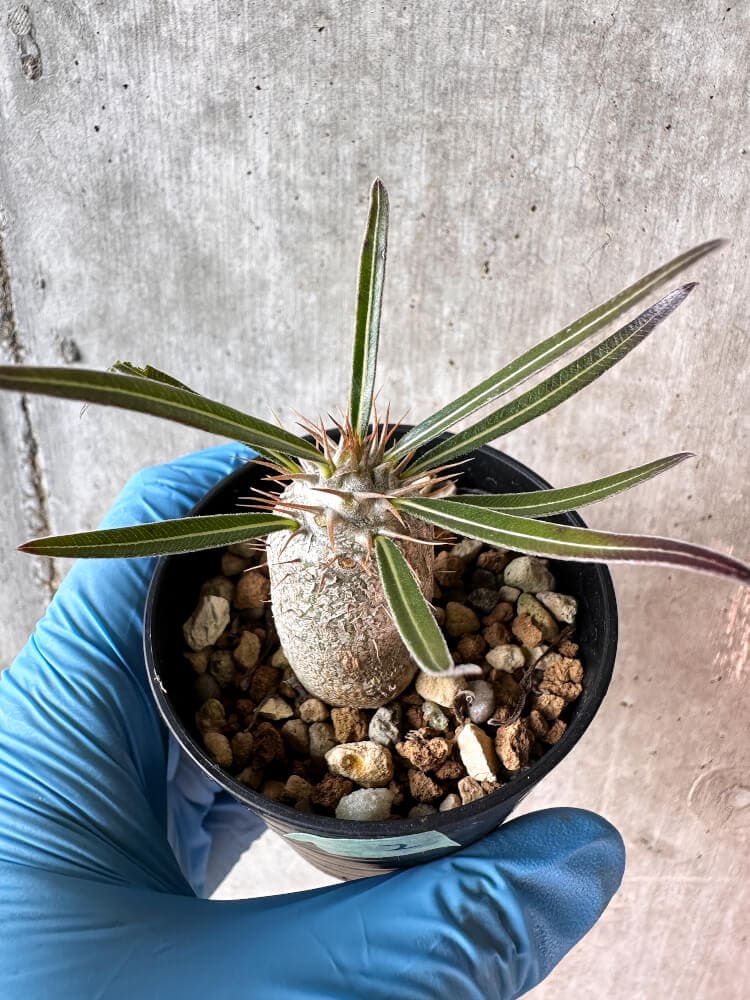 【現品限り】パキポディウム・グラキリス【A2】 Pachypodium gracilius
