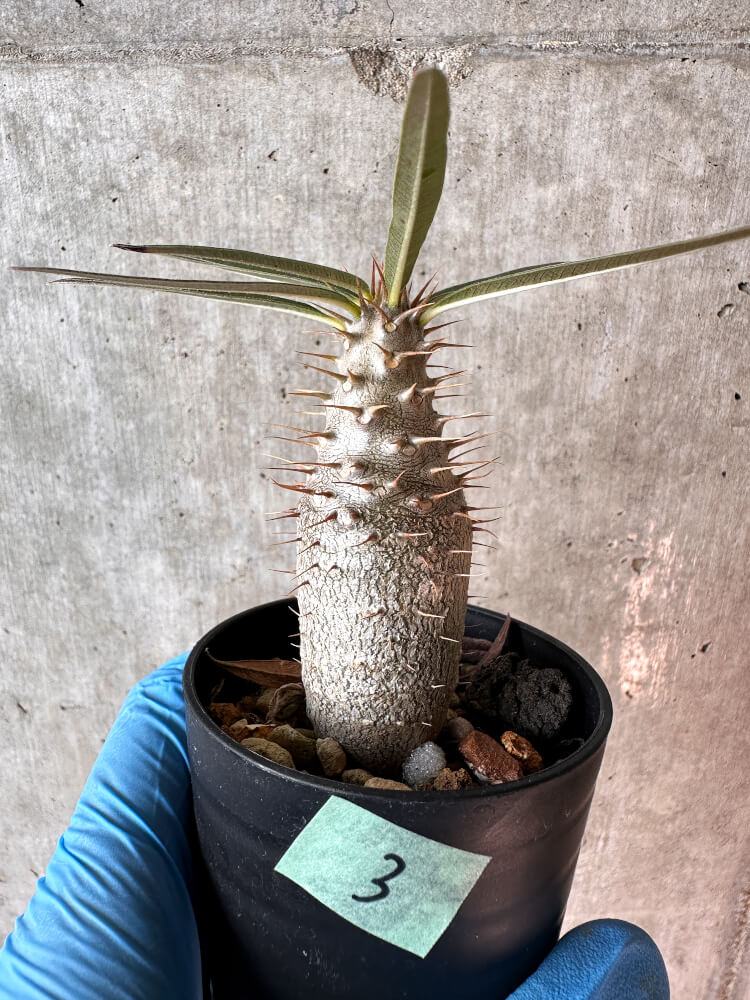 【現品限り】パキポディウム・グラキリス【A3】 Pachypodium gracilius