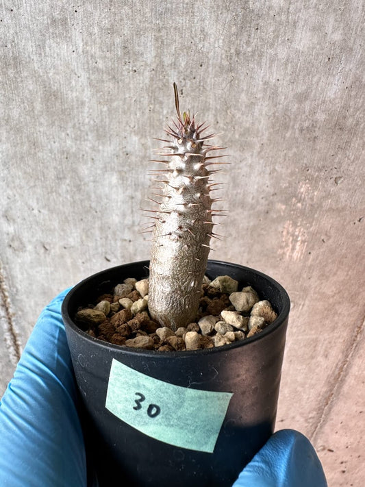 【現品限り】パキポディウム・グラキリス【A30】 Pachypodium gracilius