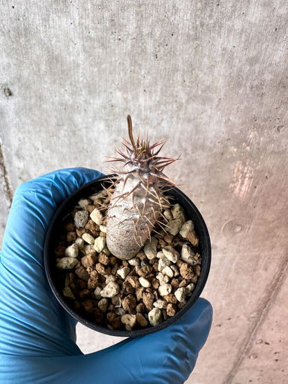 【現品限り】パキポディウム・グラキリス【A30】 Pachypodium gracilius