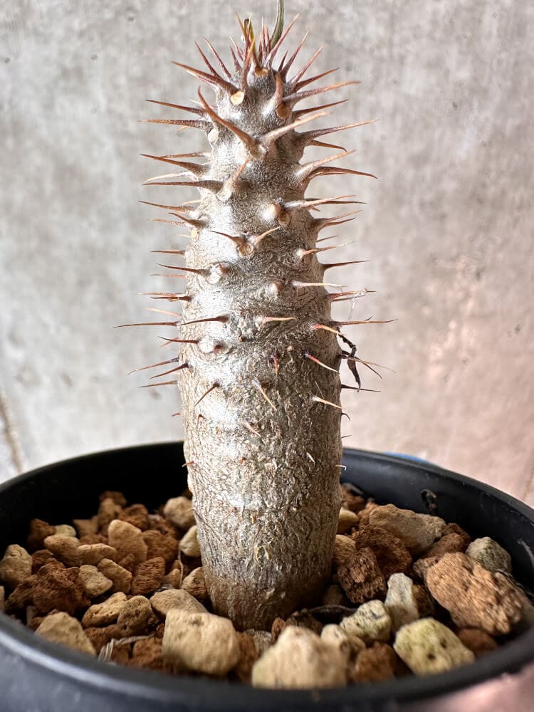 現品限り】パキポディウム・グラキリス【A30】 Pachypodium gracilius