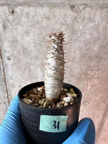 【現品限り】パキポディウム・グラキリス【A31】 Pachypodium gracilius