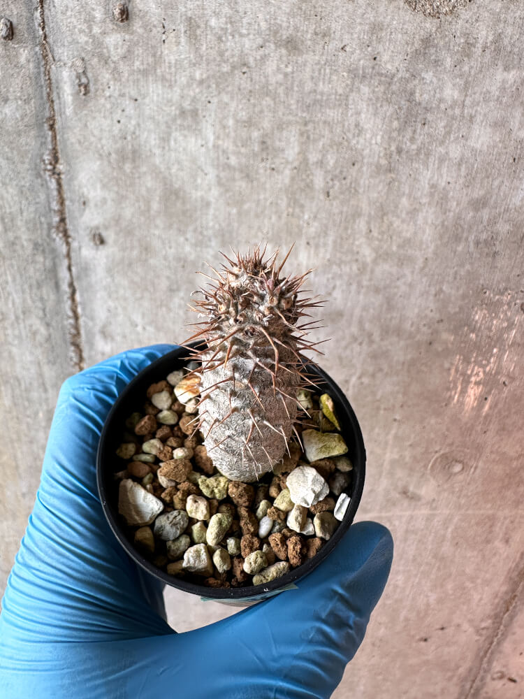 【現品限り】パキポディウム・グラキリス【A31】 Pachypodium gracilius