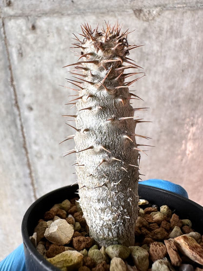 【現品限り】パキポディウム・グラキリス【A31】 Pachypodium gracilius